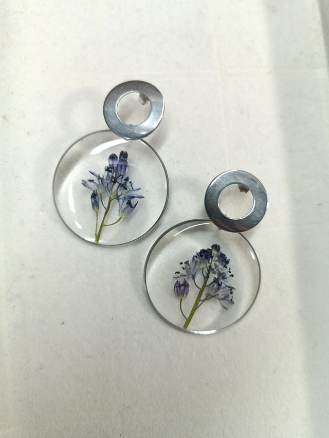 Scille d&#039;automne argenté 