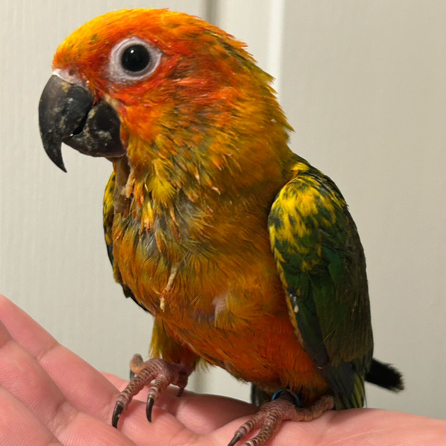 Hand Reared Baby Sun Conure 