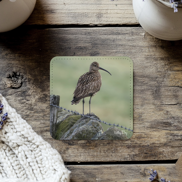 “Curlew” Coaster  