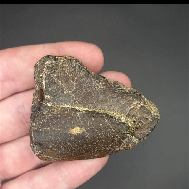 Iguanodon Jaw Section