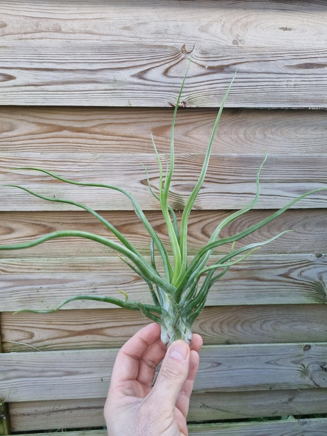 Tillandsia Showtime (bulbosa x streptophylla)