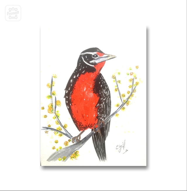 Lámina impresa Loica