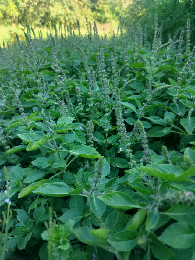 Alcoolature Basilic sacré ou basilic tulsi