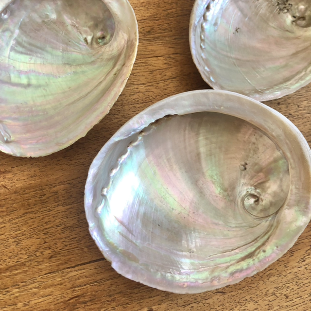 Coquille d Abalone reflets multicolores 