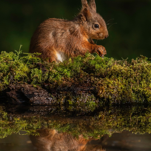 40 x 60 Acrylic Print 