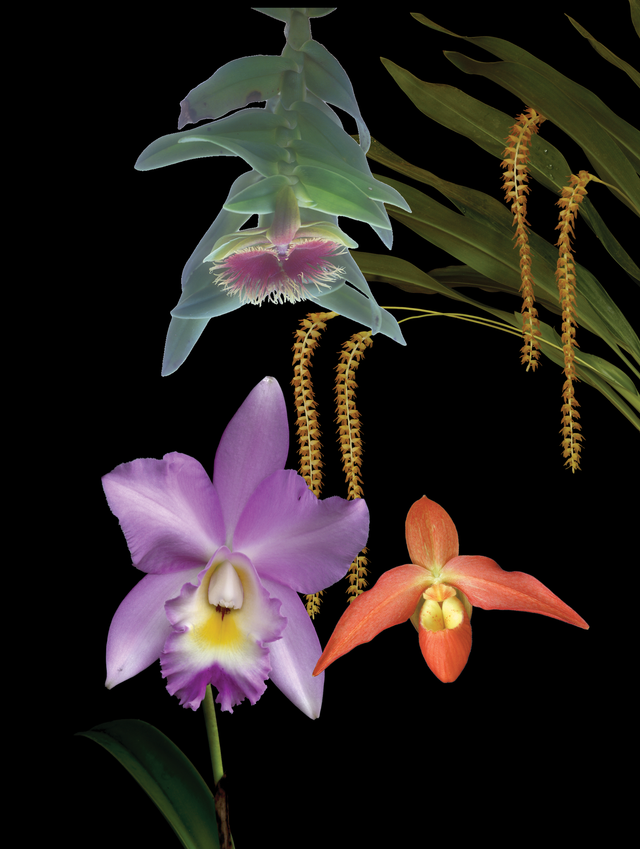 Happy Relief Combination Essence