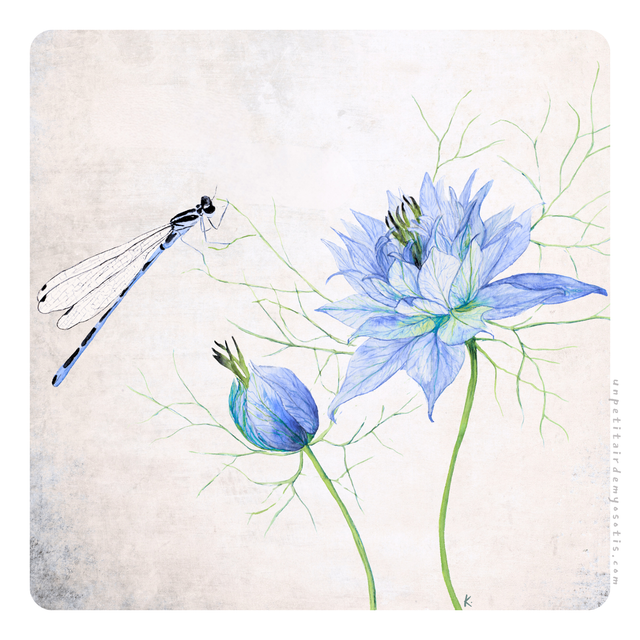 Carte postale Nigelle de Damas et Libellule Agrion 