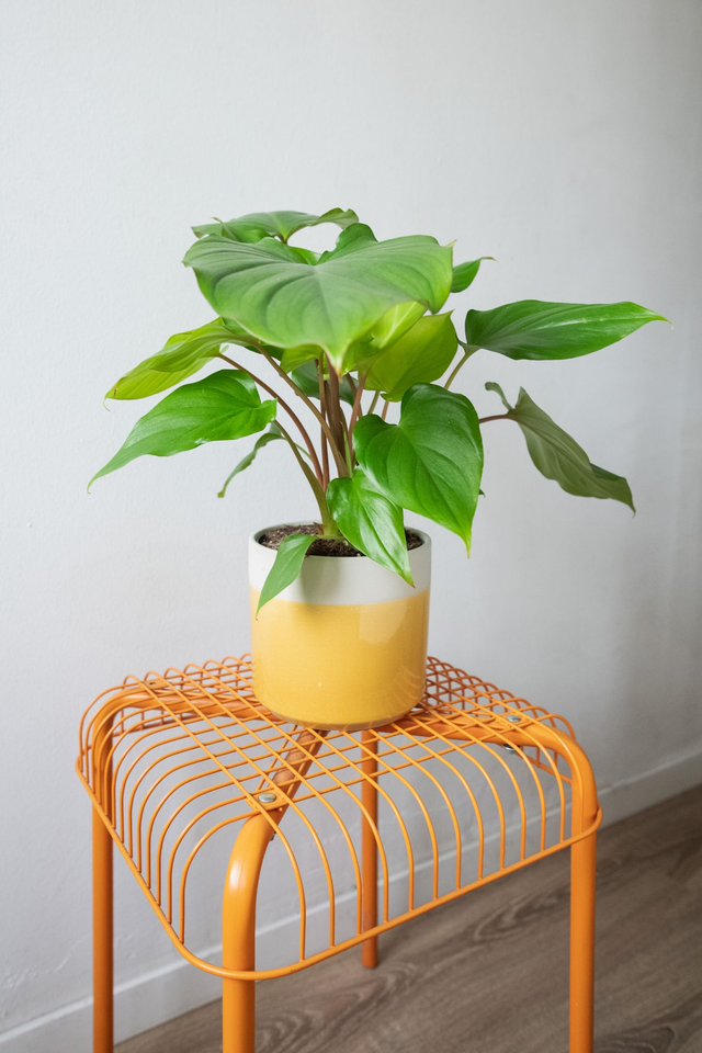 Pot jaune &amp; beige 🧩 Mix &amp; Match