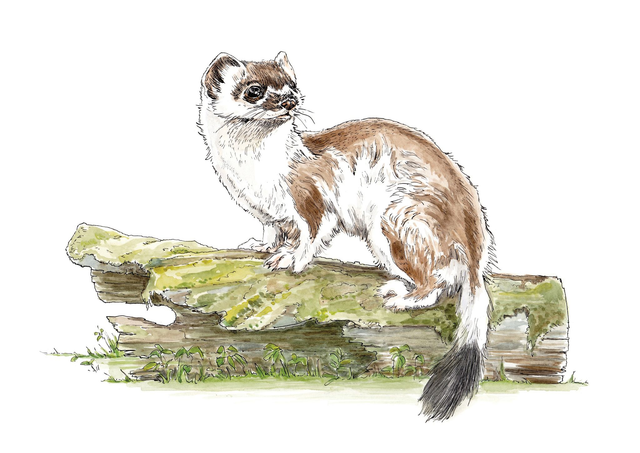Stoat in the Spring Print - After an original ink and watercolour illustration