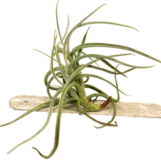 Tillandsia crocata naranja