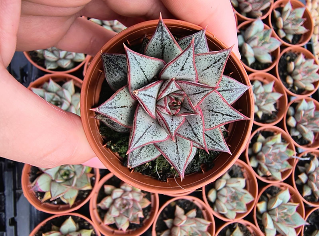 Echeveria 'White Purpurosum' 