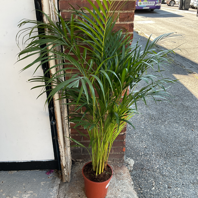 Dypsis lutescens