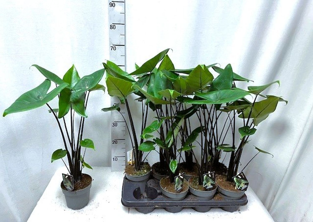 B03 . Alocasia 'Black Zebrina'
