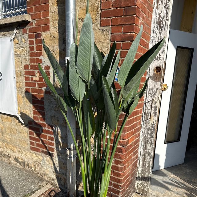 Oiseau de paradis (en fleur) 