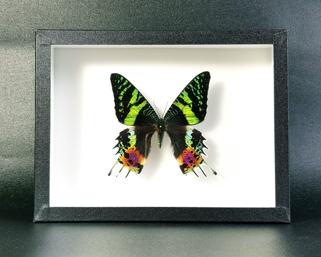 Chrysiridia rhipheus (recto)