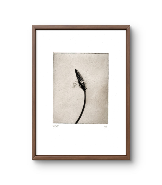 Narrow plantain handprint photogravure  13x18