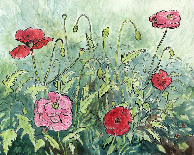Poppies in September | 8x10 Print