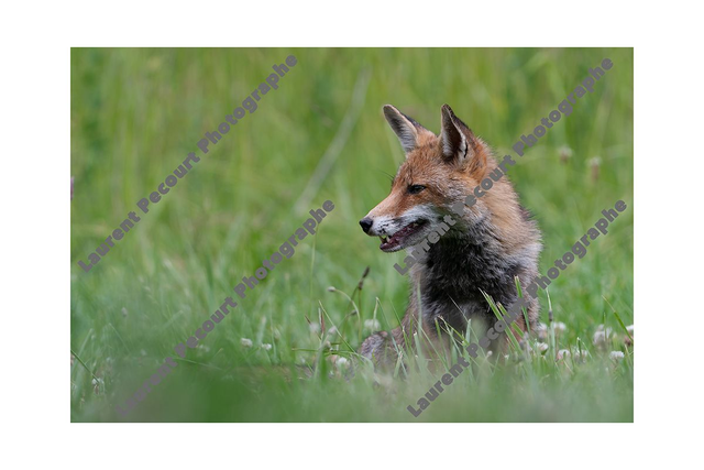 Renard Roux