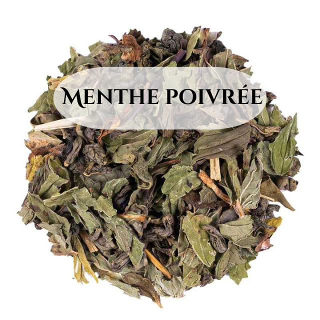 Marrakech Nights BIO