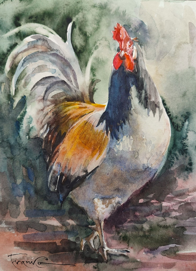 Kogut, 35x28 (24x18 w świetle passe-partout) akwarela