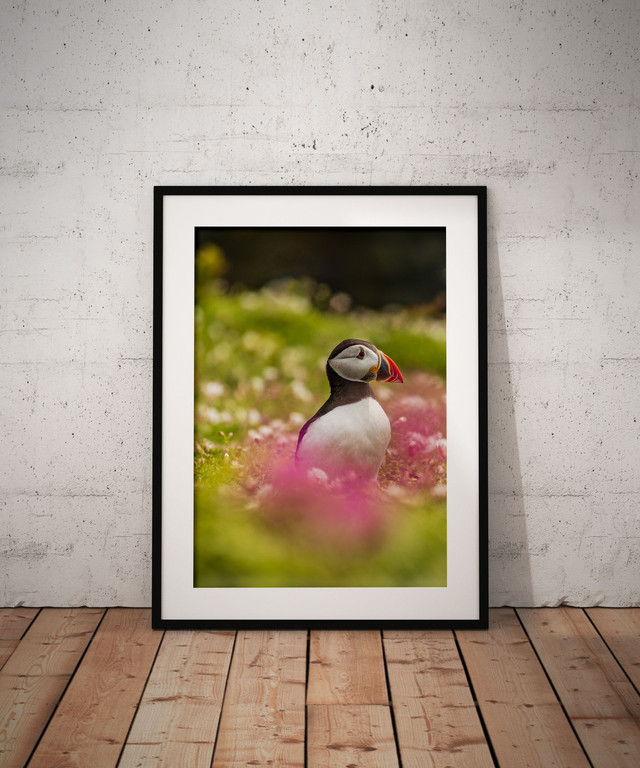 Pretty Pink Puffin, Skomer Island