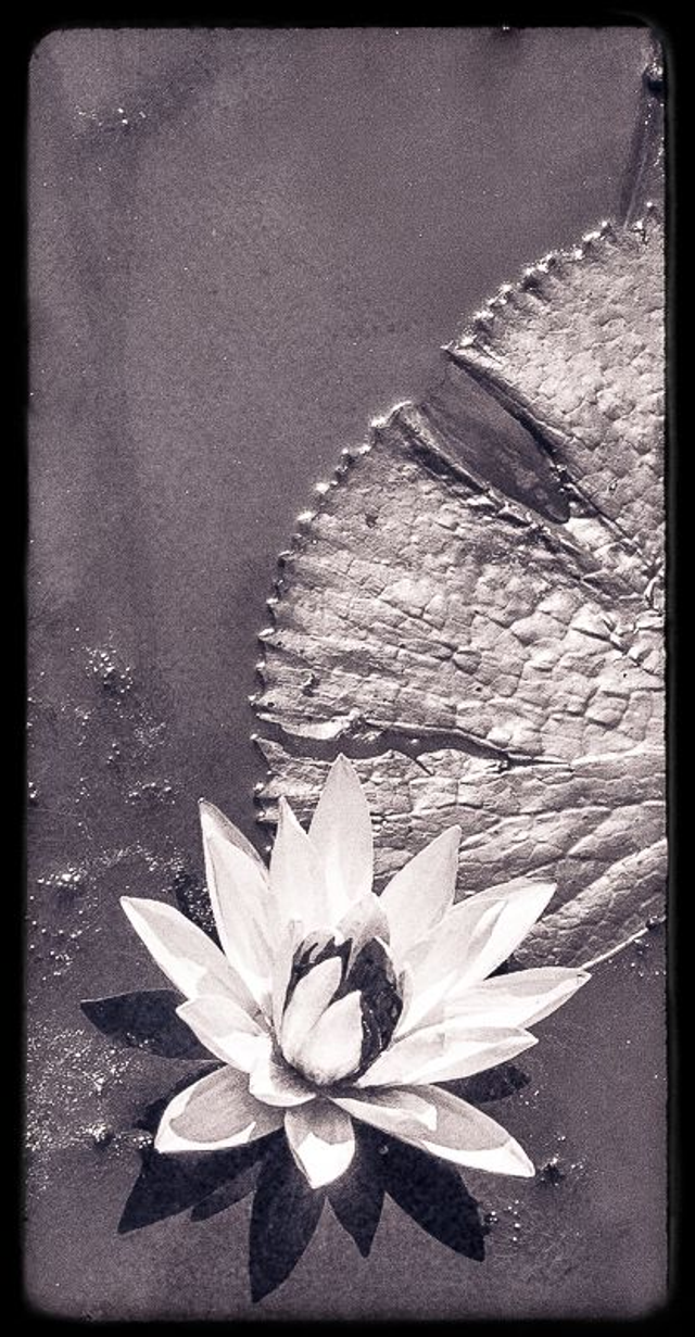 Blanc lotus eau noire