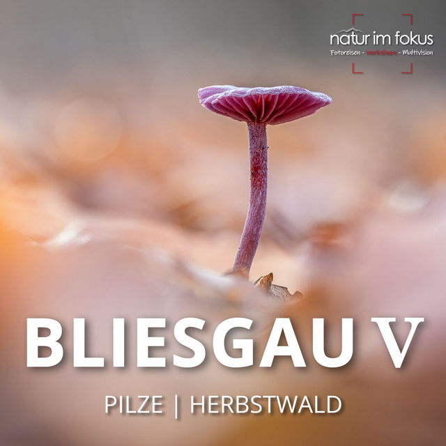 5-Workshop Bliesgau V – Pilze & Herbstwald – 10.-11.10.2026