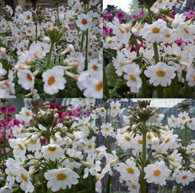 4 X plants Primula japonica Postford White