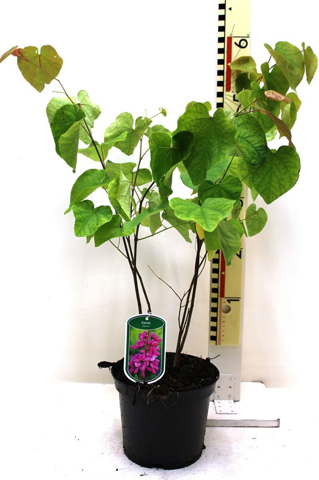 H08 . Cercis chinensis