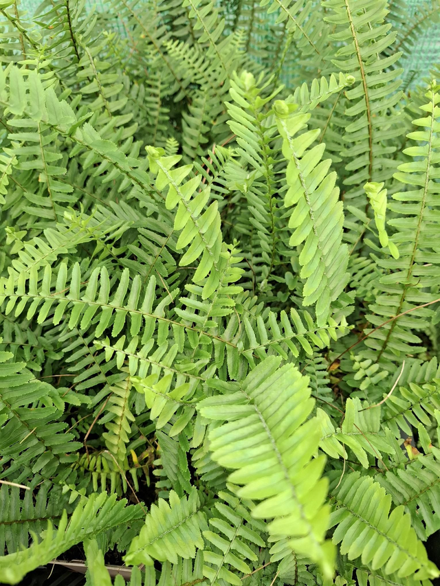 Nephrolepis obliterata- Kimberly Queen Fern p9