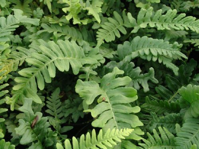Polypodium vulgare 'Bifido-Multifidum' Plug plant