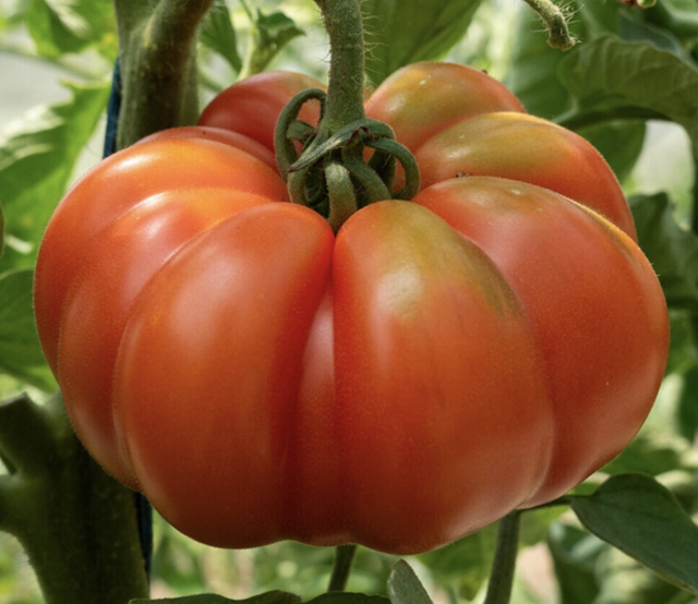 Marmande Bio