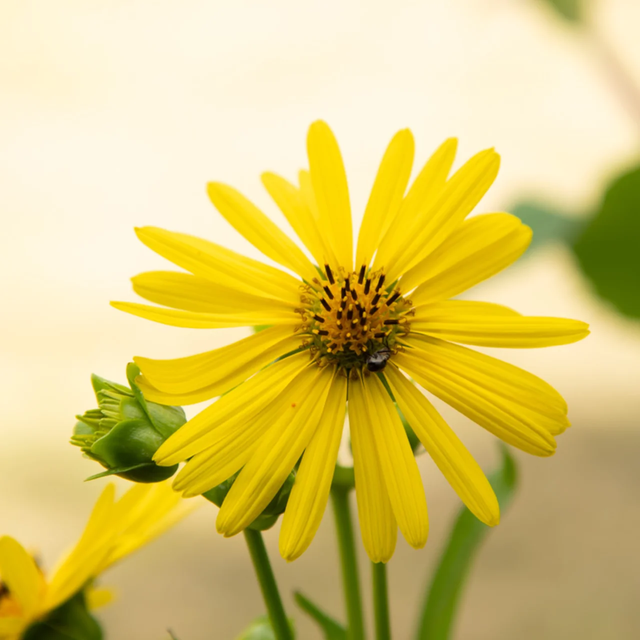 Silphie Perfoliée - AB (Silphium perfoliatum)