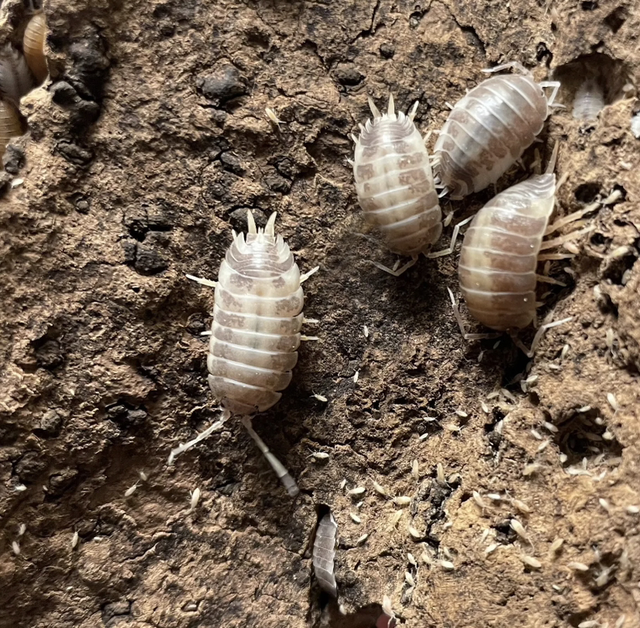 Milk back Isopods Porcellio laevis
