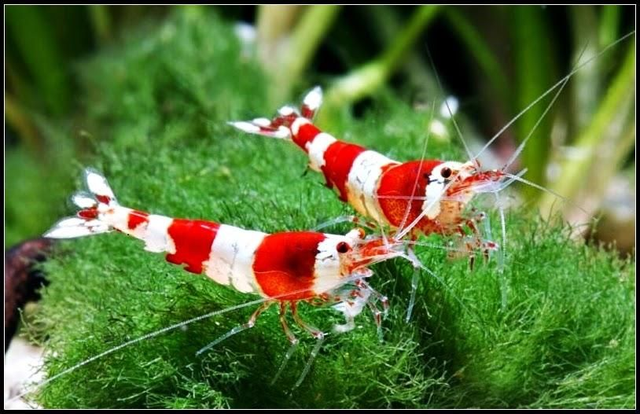 Caridine RED CRISTAL 