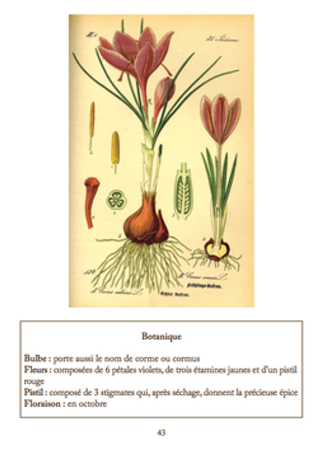 LES PLANTES A LA FOLIE