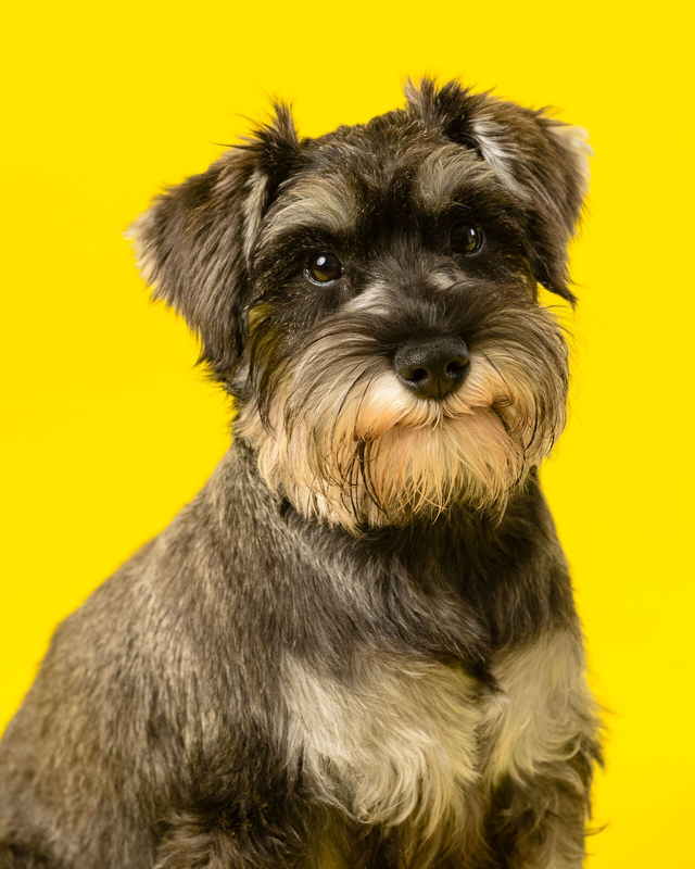 Pet Photoshoot Collection One