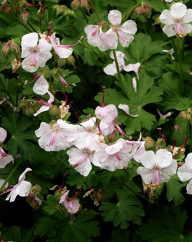 Geranium × cantabrigiense 'Biokovo' 1 litre 