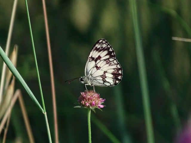 Buttefly - Melanargia galathea (5 foto)