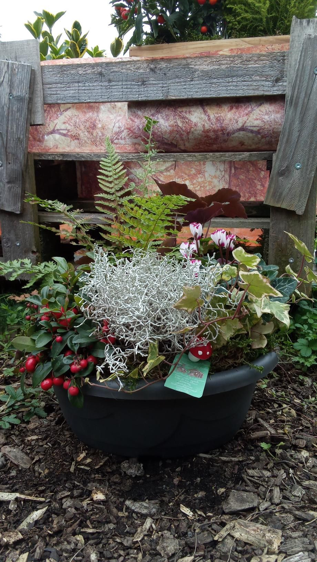 Feuilles et lumière