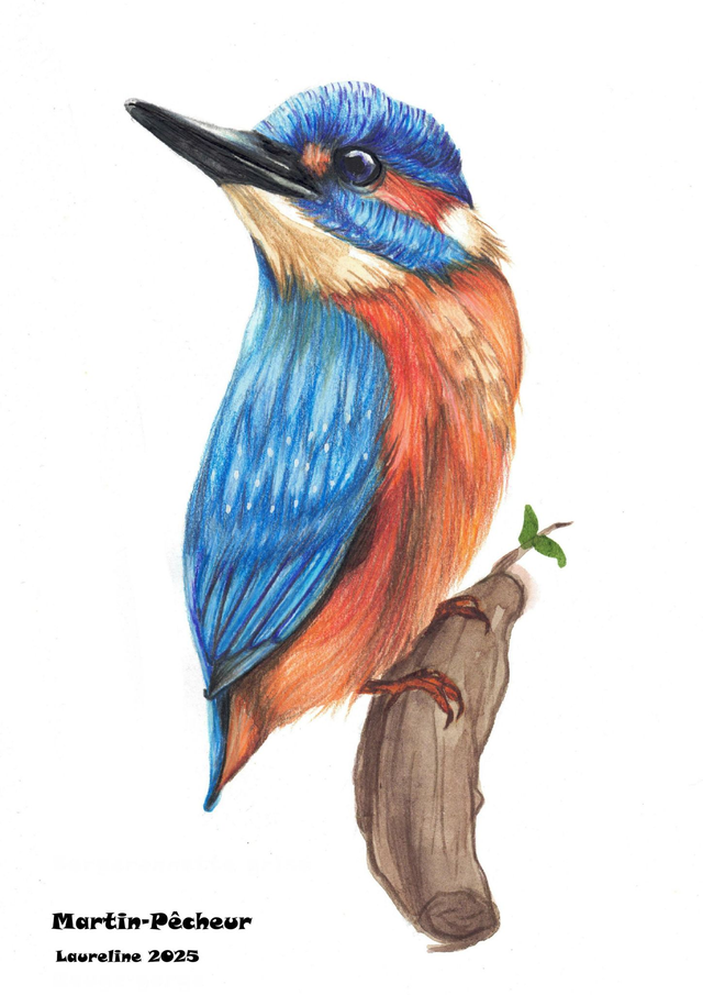 Carte postale Martin pécheur 