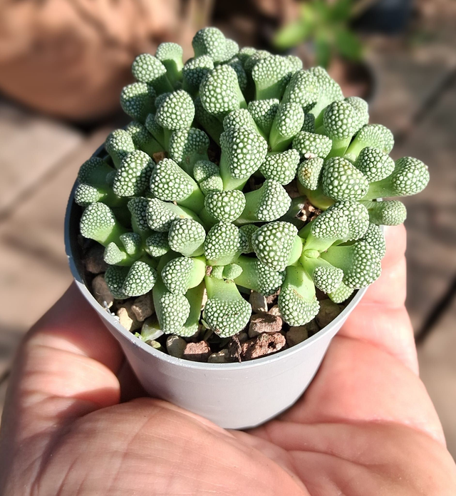 D103 . Titanopsis primosii