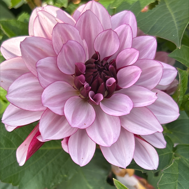 Crème de Cassis 106