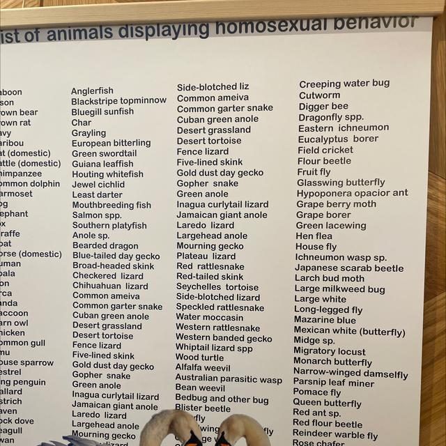list of animals displaying homosexual behaviour// print // poster A2