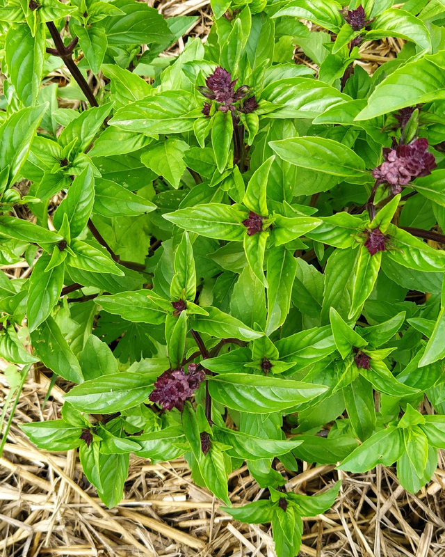 Trio de basilic - air d'été bio 25g