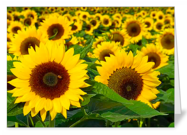 Best Sunflower variety pack of 5 luxury notecards (best value)