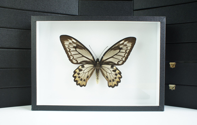 Ornithoptera croesus lydius (femelle CITES)