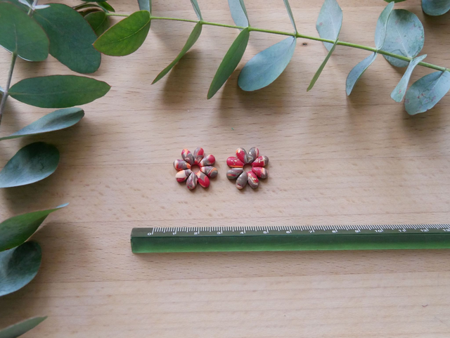 Marguerite marron/rose/doré