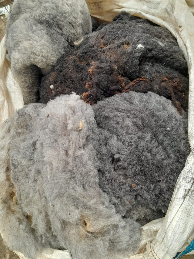 Fleece to Fibre 