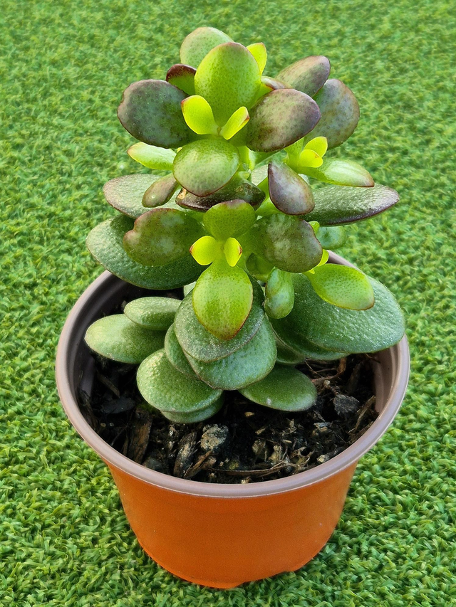 Crassula ovata 'Crosby's Compact'